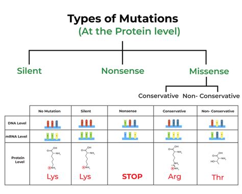 14.5: Types of Mutations .